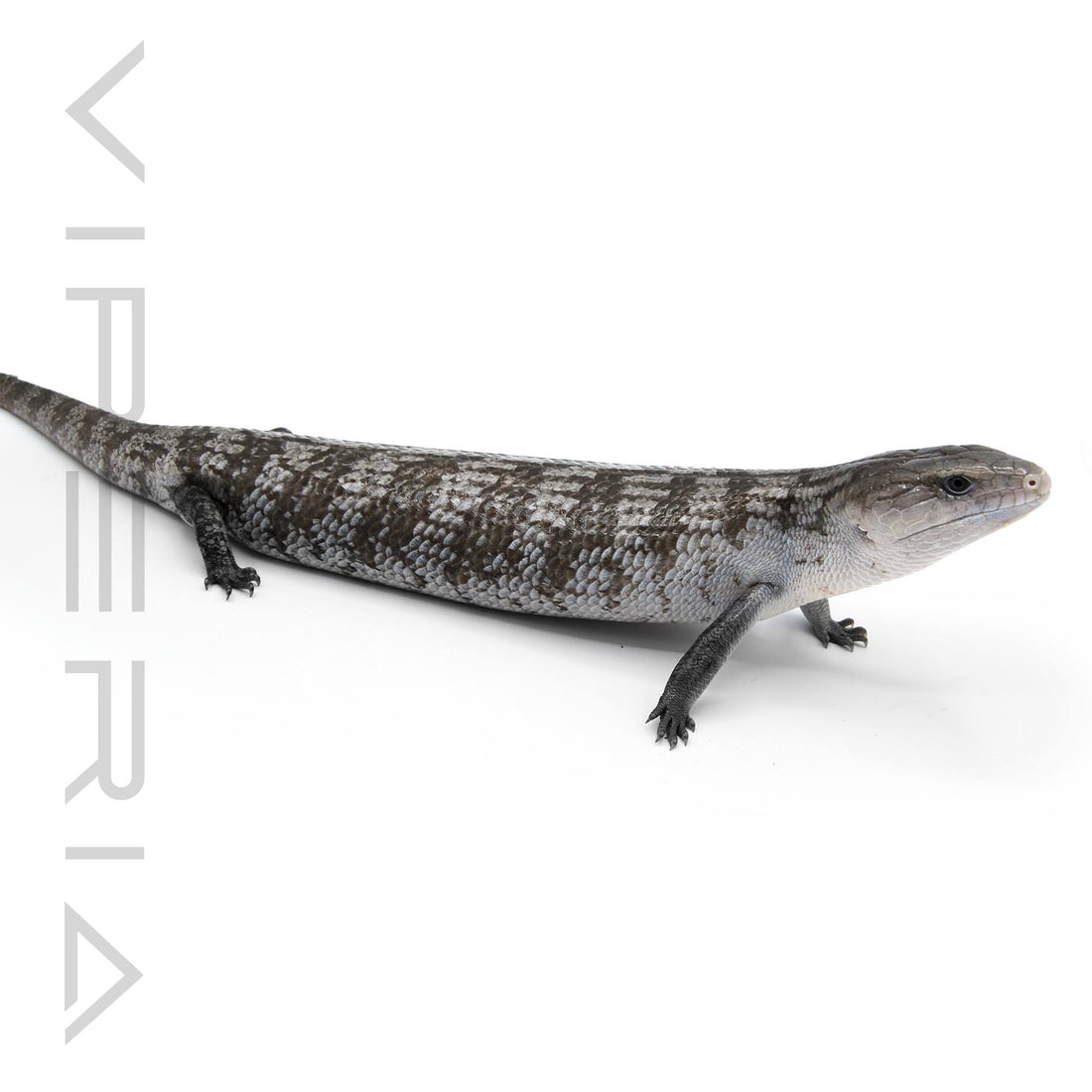 Tanimbar Blue Tongue Skink – Viperia Reptiles