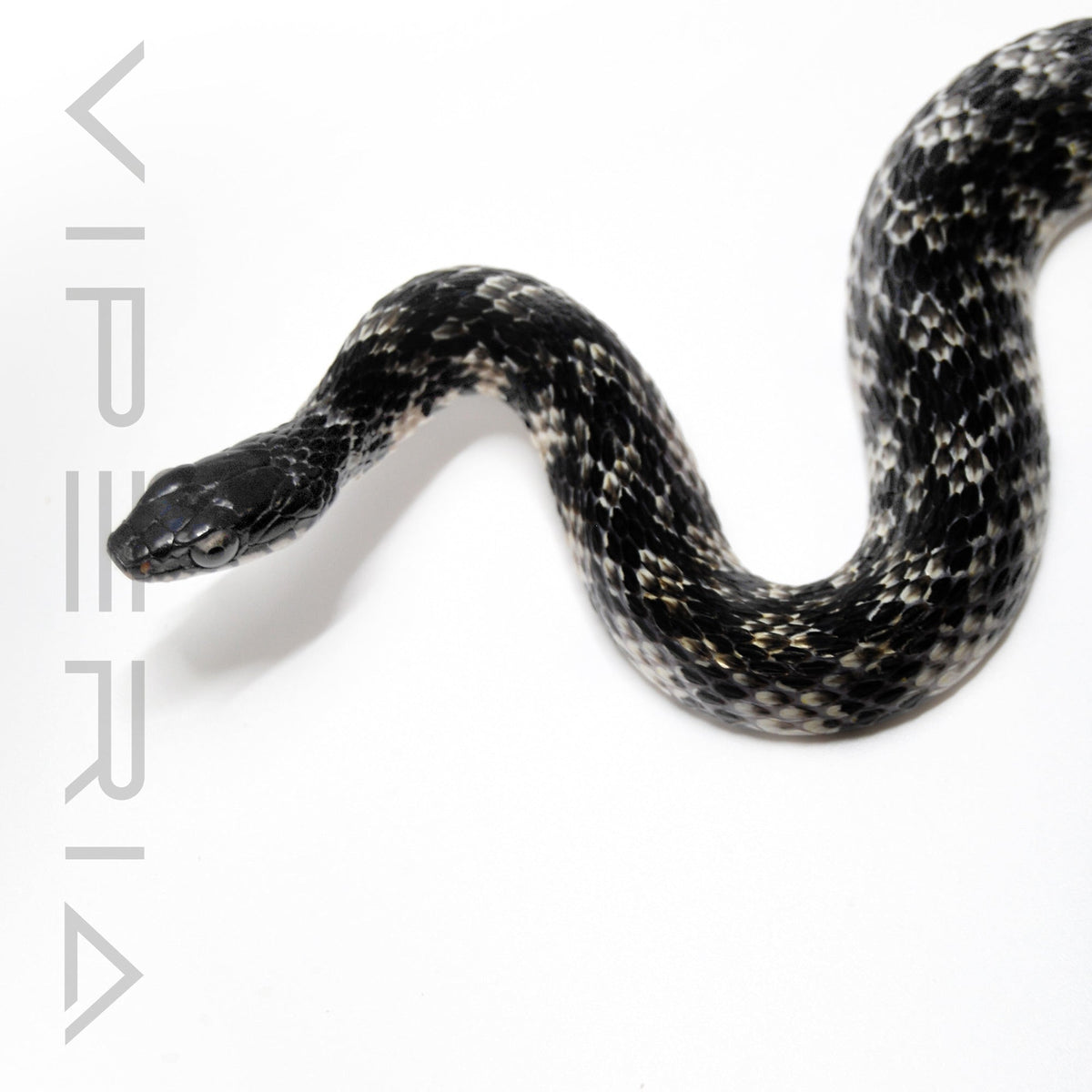 Keelback Snake