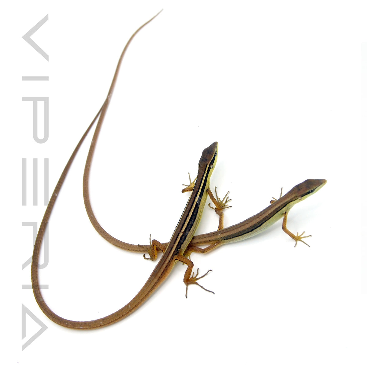 Long Tail Lizard
