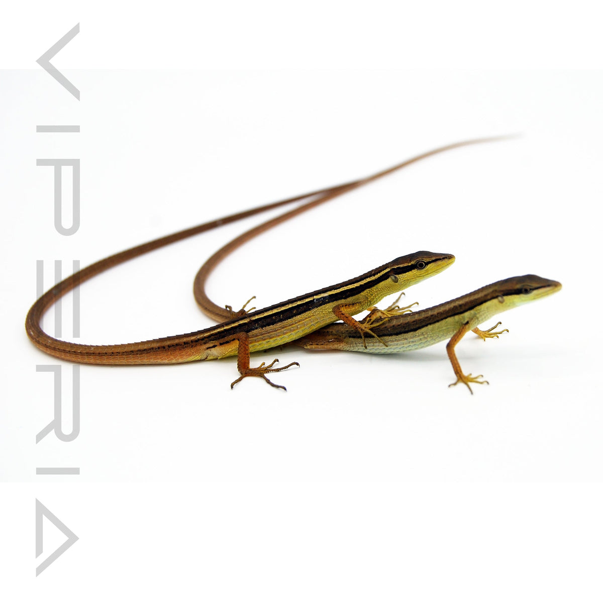 Long Tail Lizard