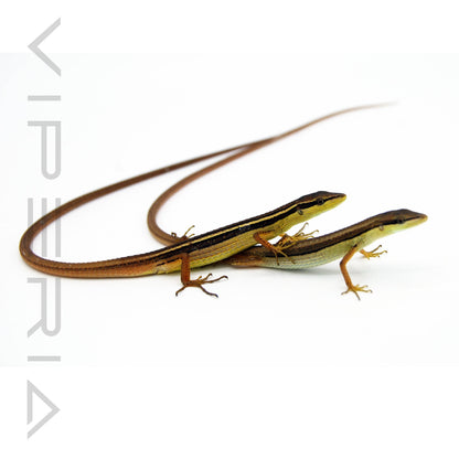 Long Tail Lizard