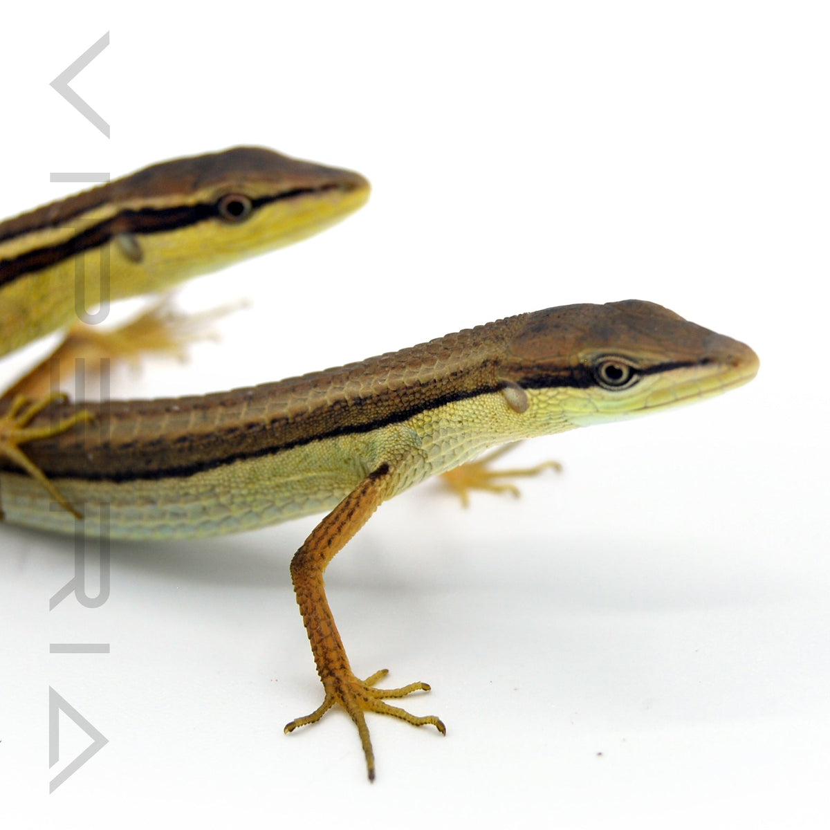 Long Tail Lizard