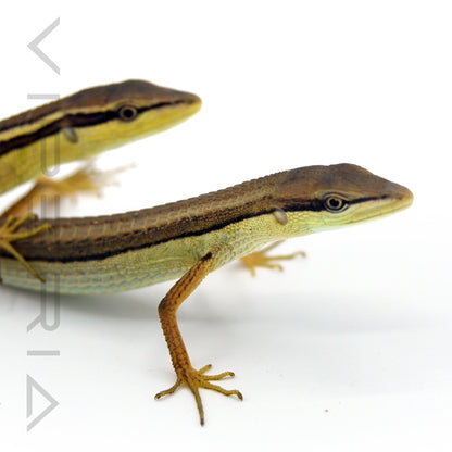 Long Tail Lizard
