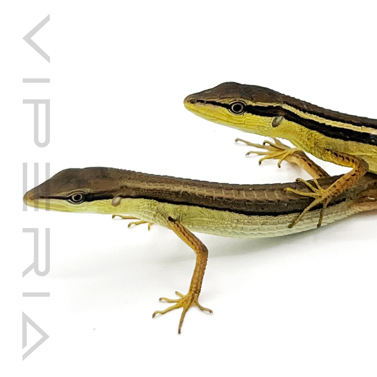 Long Tail Lizard