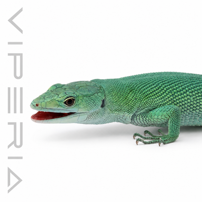 Tiffany Blue Keel-Bellied Lizard