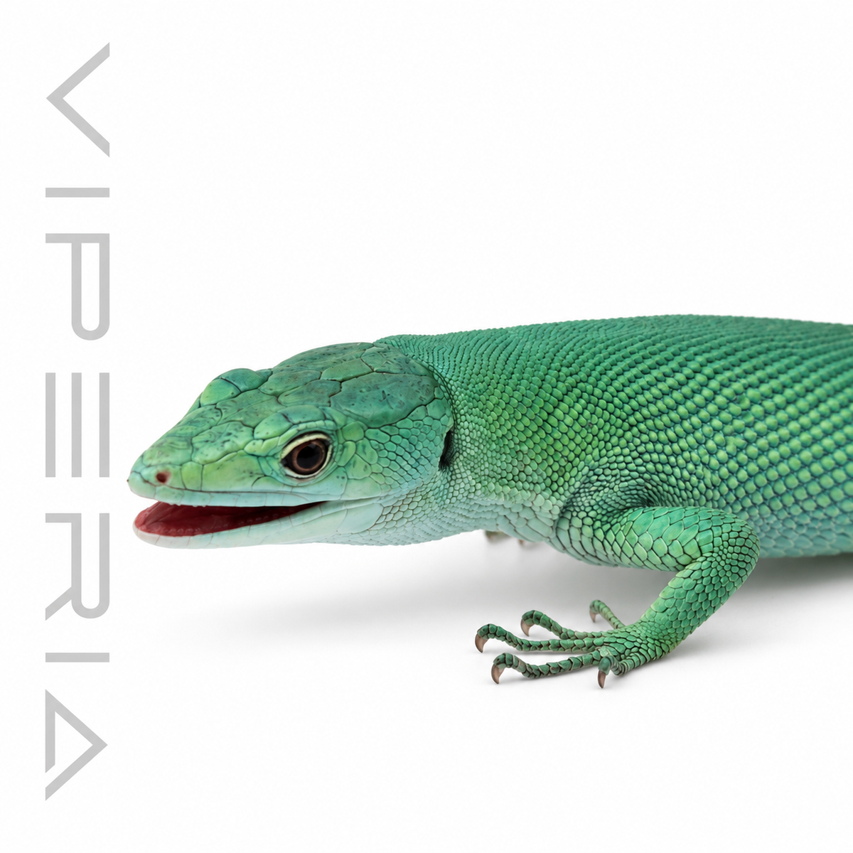 Tiffany Blue Keel-Bellied Lizard
