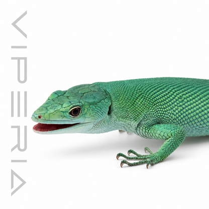 Tiffany Blue Keel-Bellied Lizard