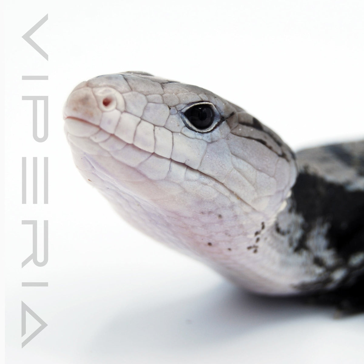 Axanthic Blue Tongue Skink