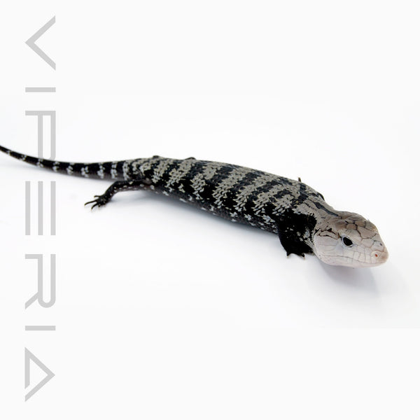 Axanthic Blue Tongue Skink