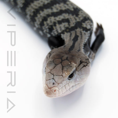 Axanthic Blue Tongue Skink