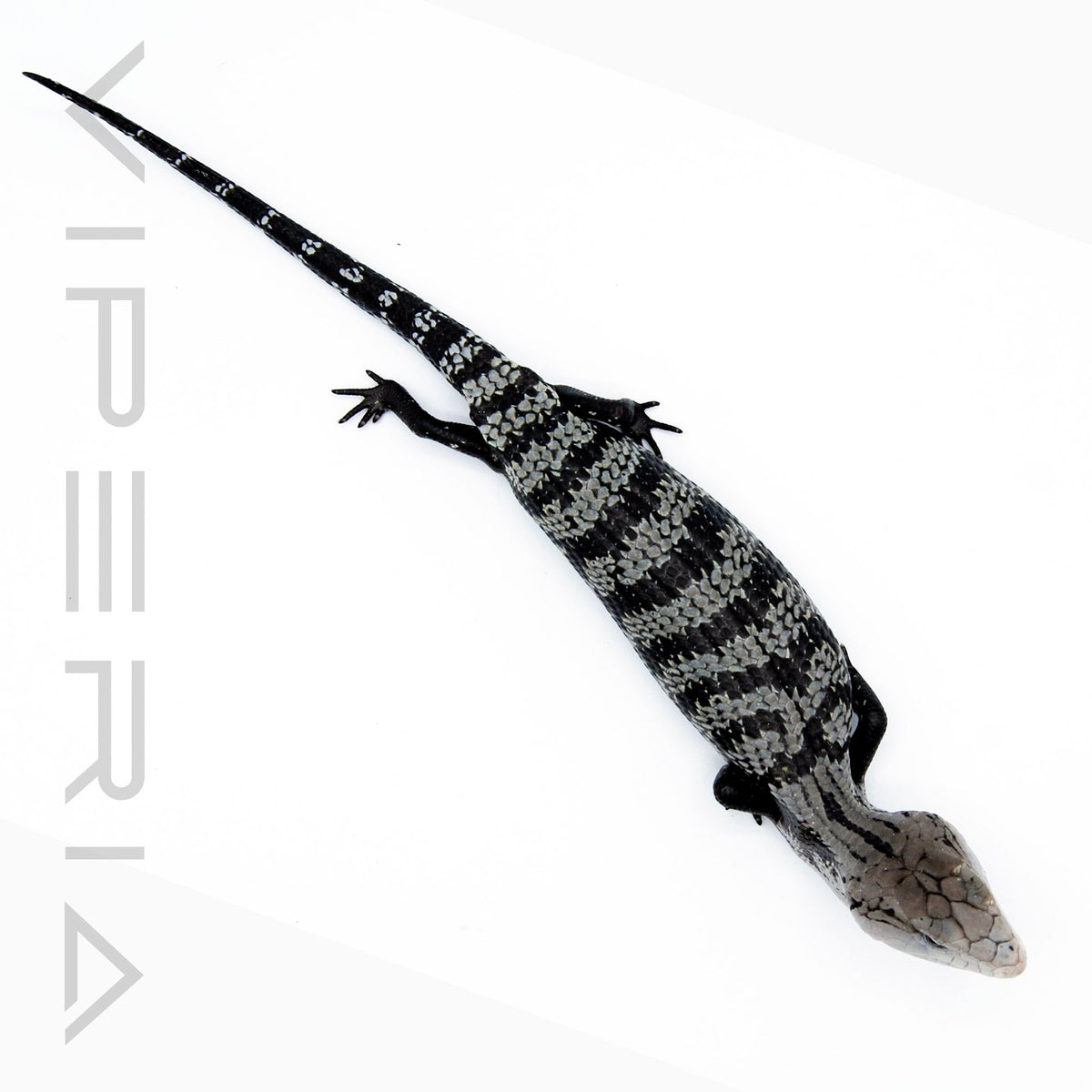 Axanthic Blue Tongue Skink