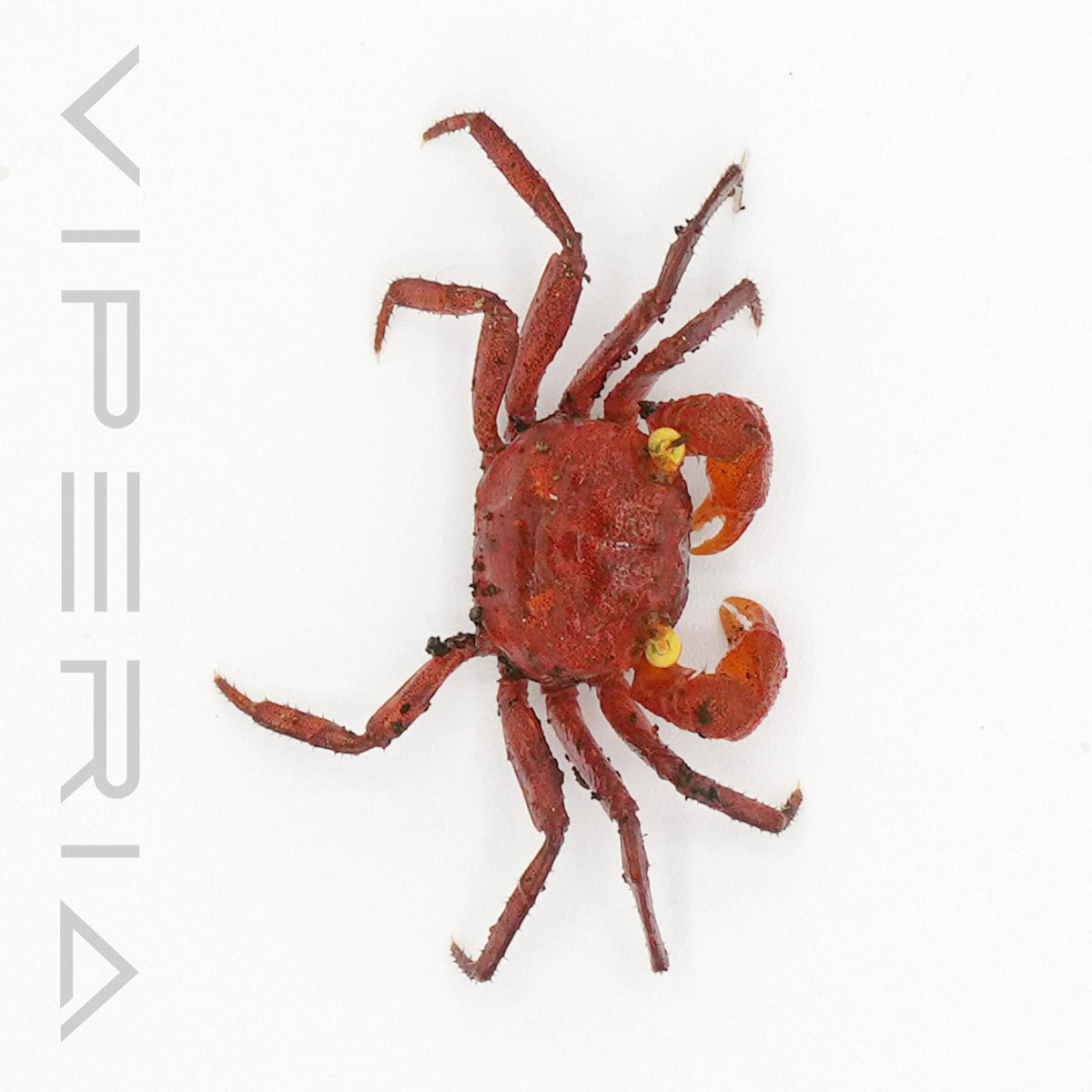 Tomato vampire crab