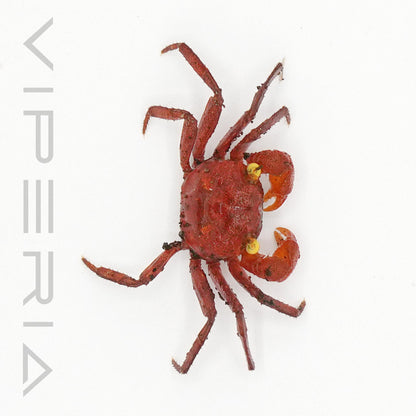 Tomato vampire crab