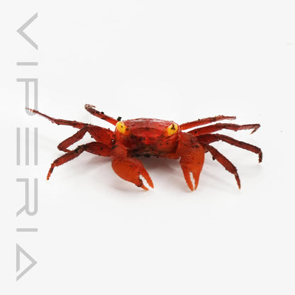 Tomato vampire crab