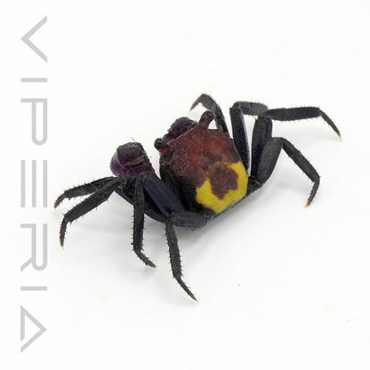 Tricolor vampire crab