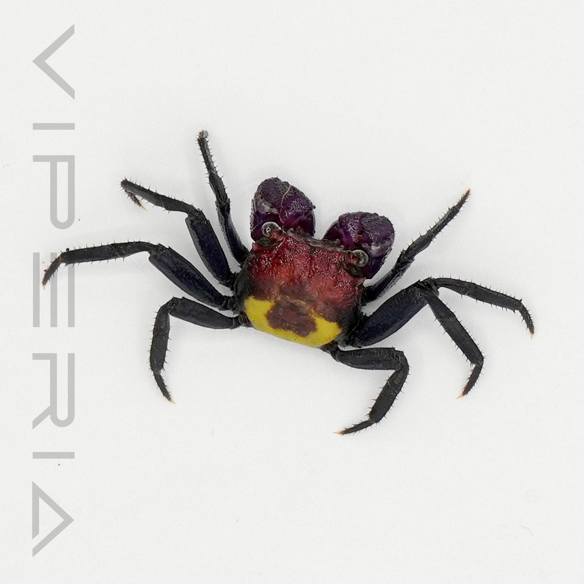 Tricolor vampire crab