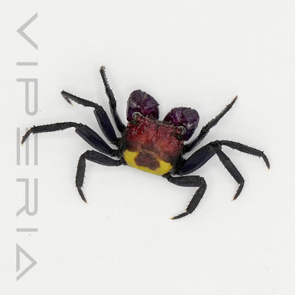Tricolor vampire crab