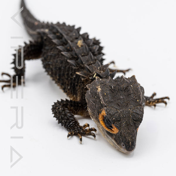Red Eyed Crocodile Skink