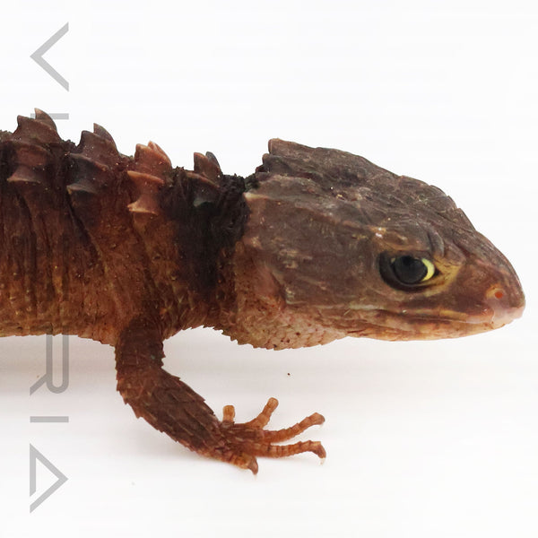White-eyed Crocodile Skink
