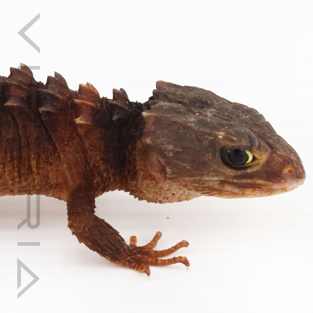 White-eyed Crocodile Skink