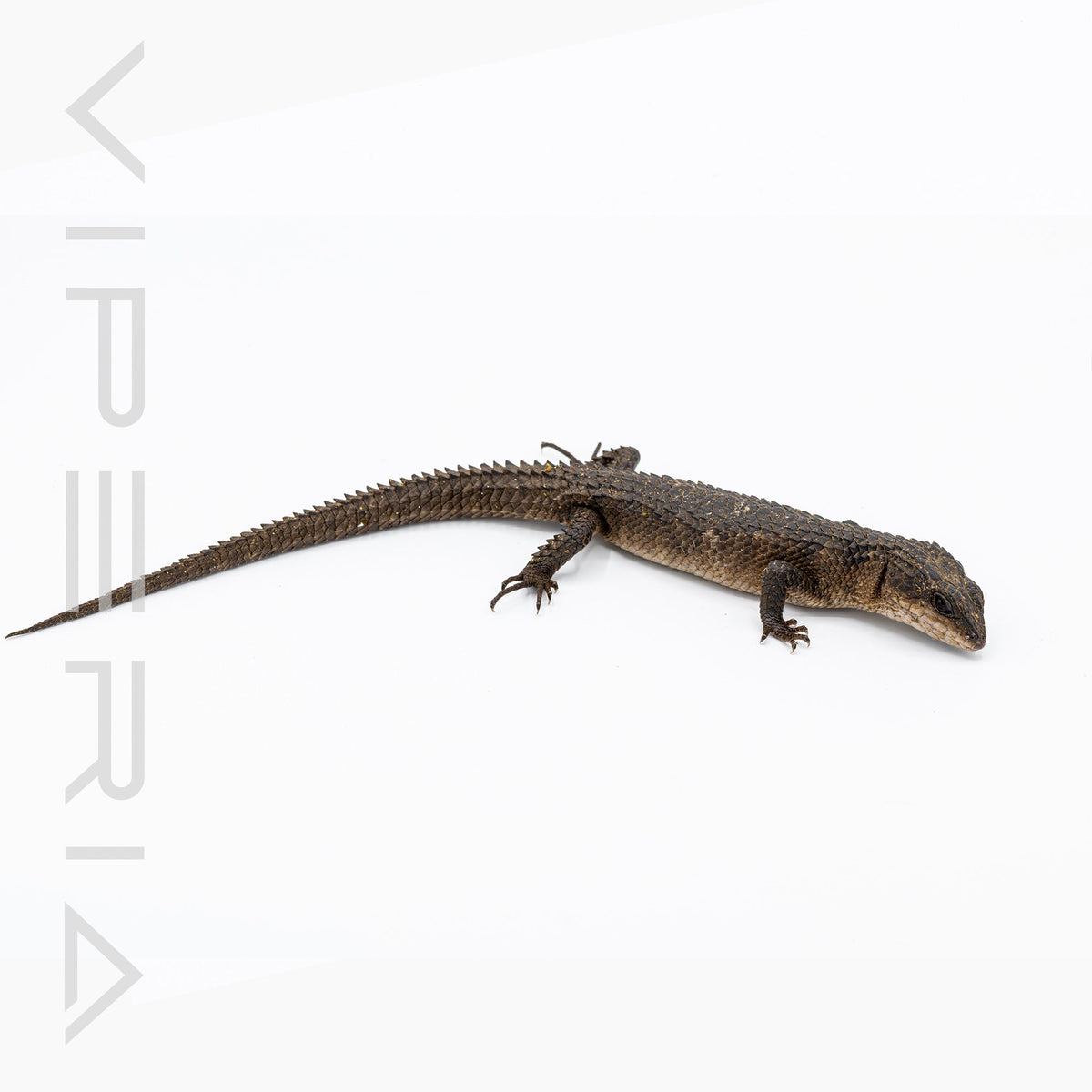 Spiny Tail Water Skink