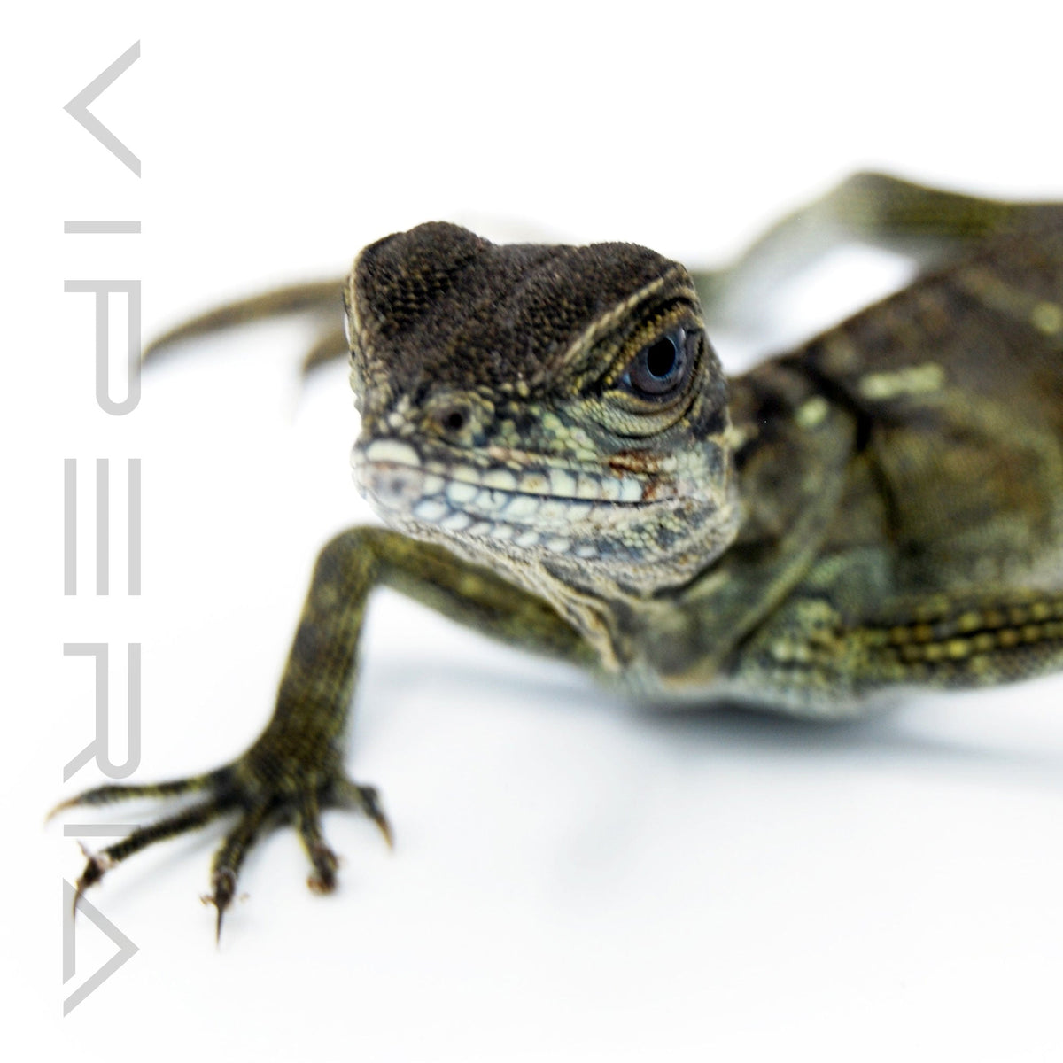 Halmahera Sailfin Dragon