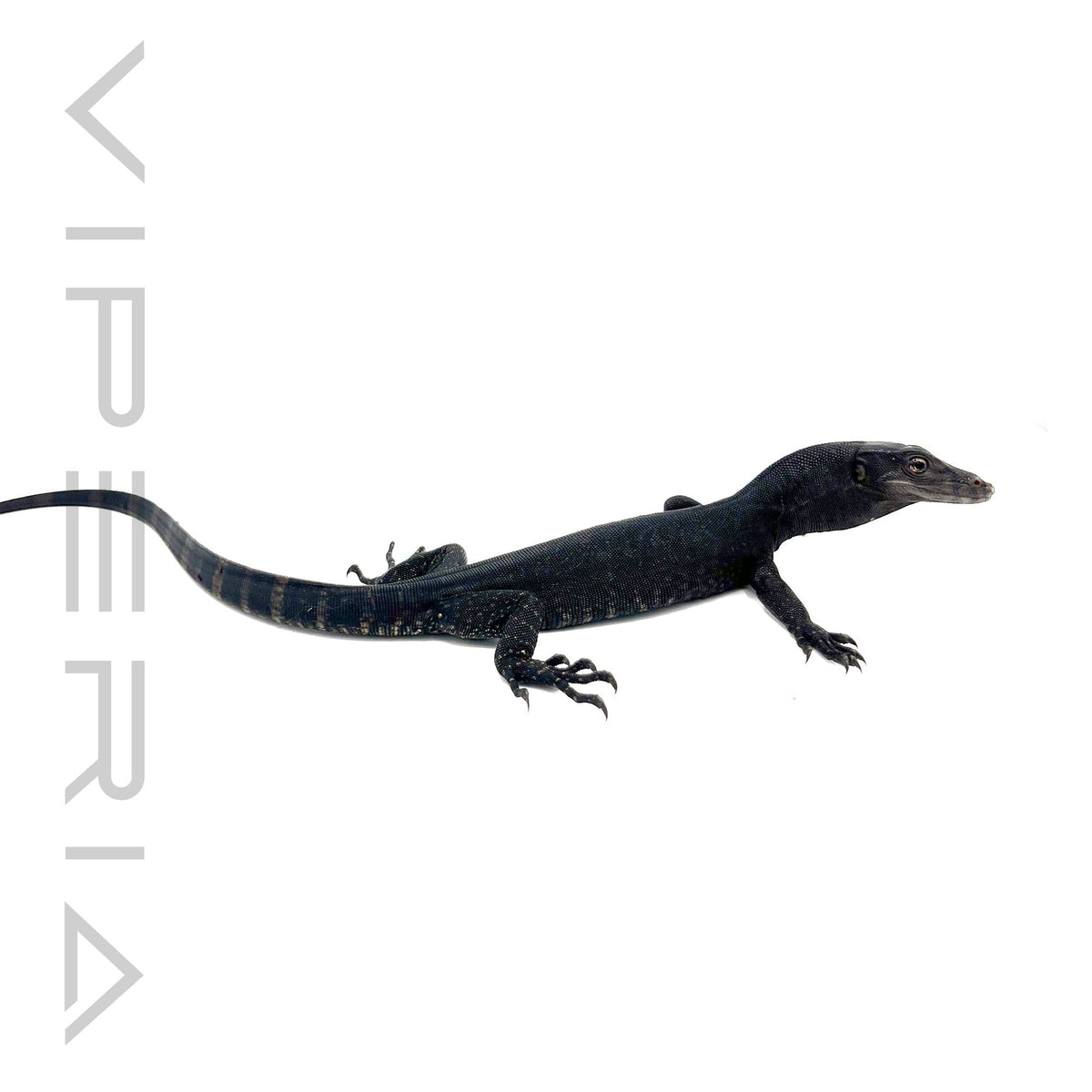 Black Dragon Water Monitor