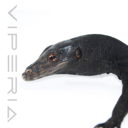 Black Dragon Water Monitor
