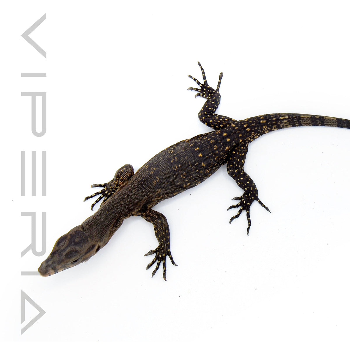 Celebes Asian Water Monitor