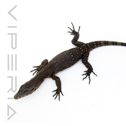 Celebes Asian Water Monitor