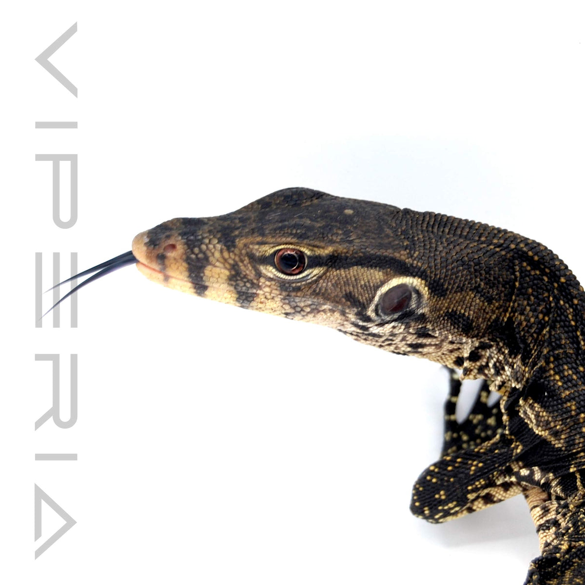 Java Asian Water Monitor