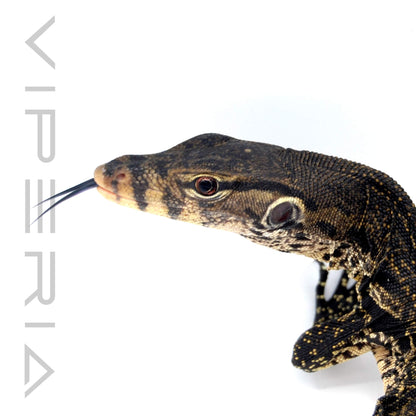 Java Asian Water Monitor