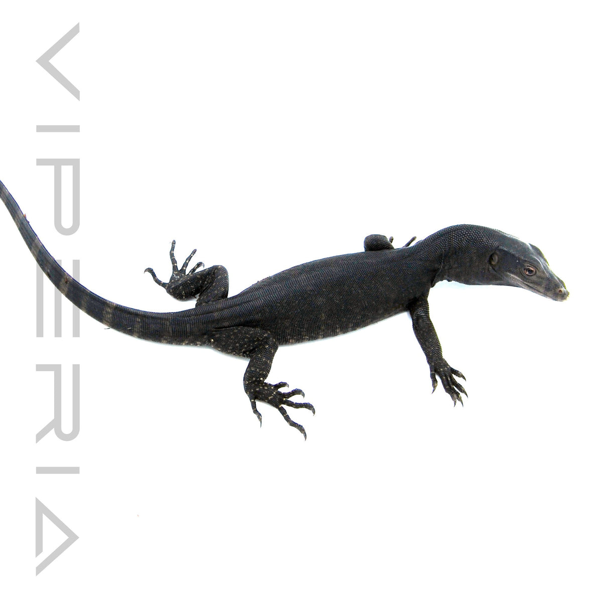 Black Dragon Water Monitor