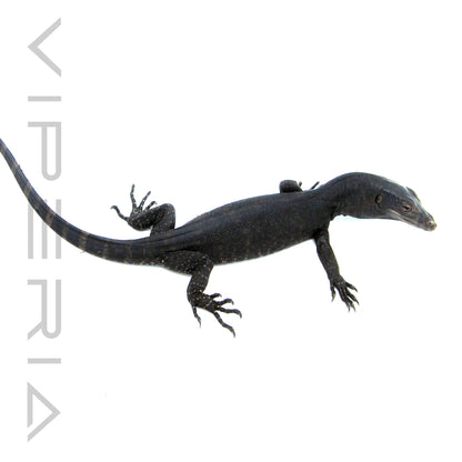 Black Dragon Water Monitor