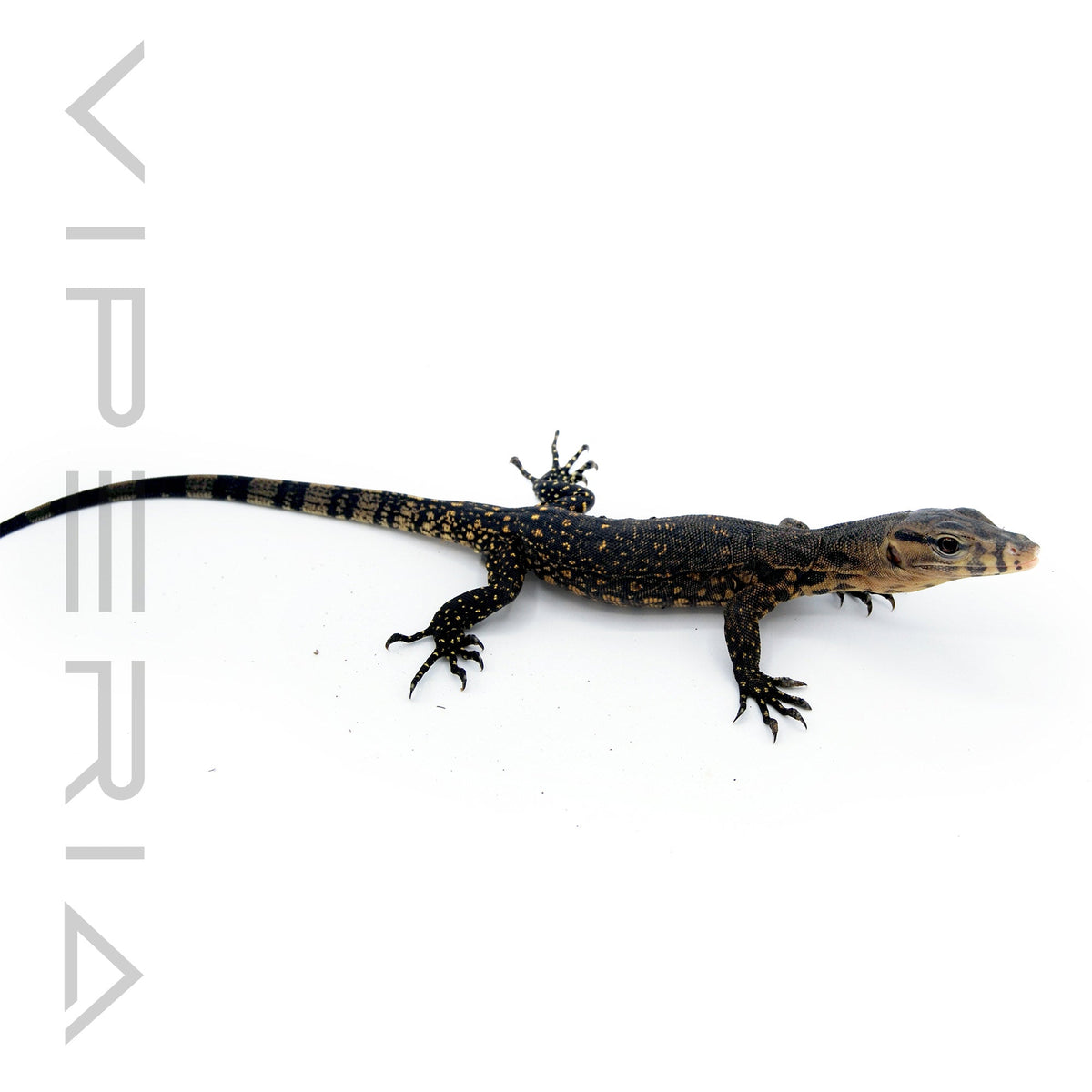 Celebes Asian Water Monitor
