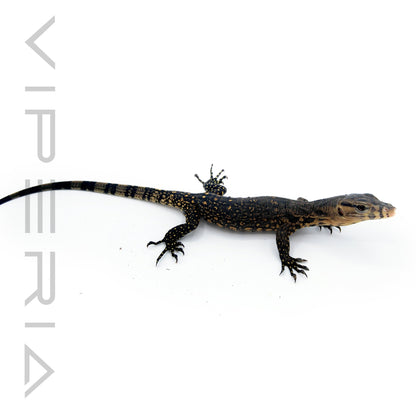 Celebes Asian Water Monitor
