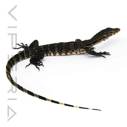 Asian Water Monitor