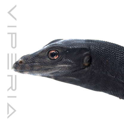Black Dragon Water Monitor