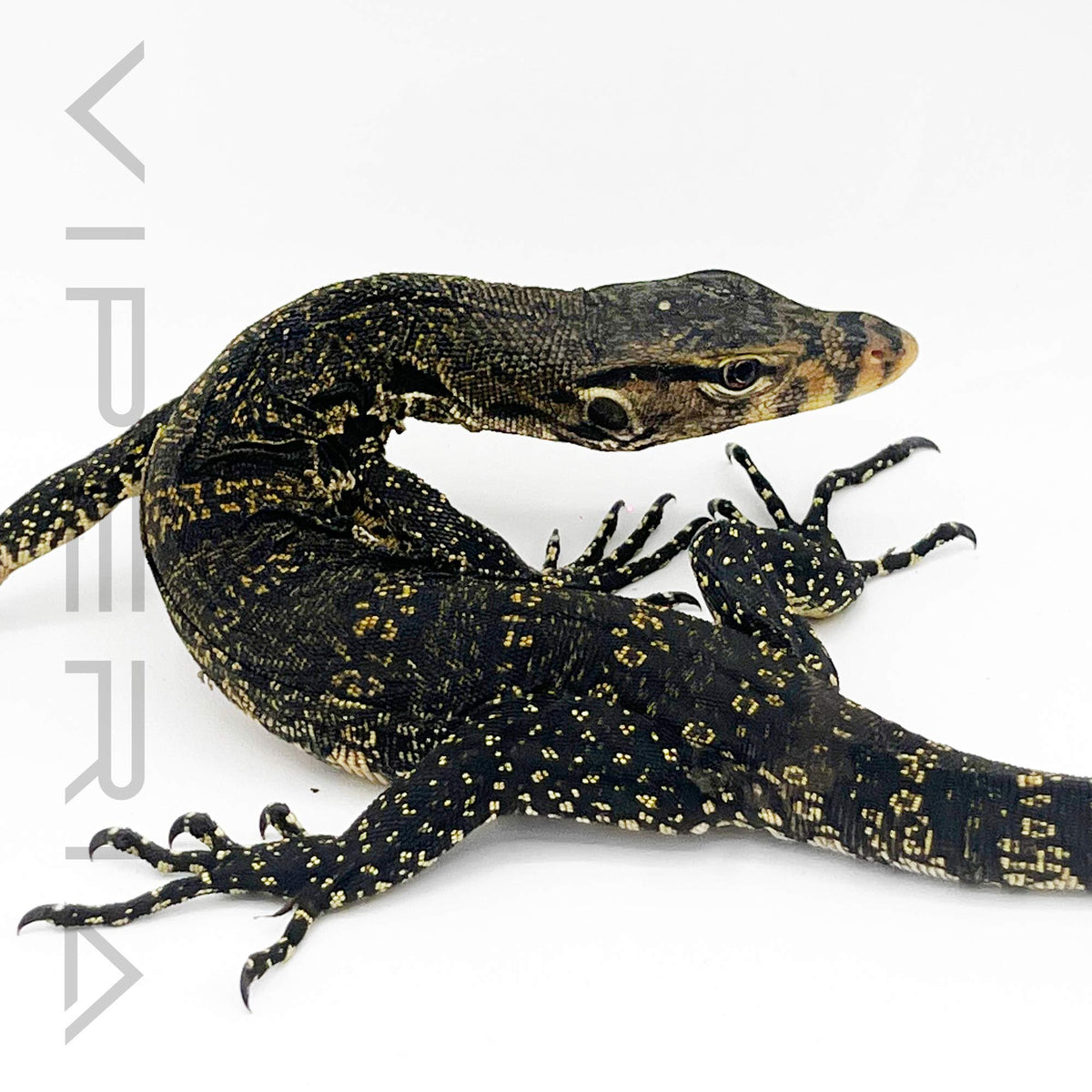 Celebes Asian Water Monitor
