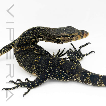 Celebes Asian Water Monitor
