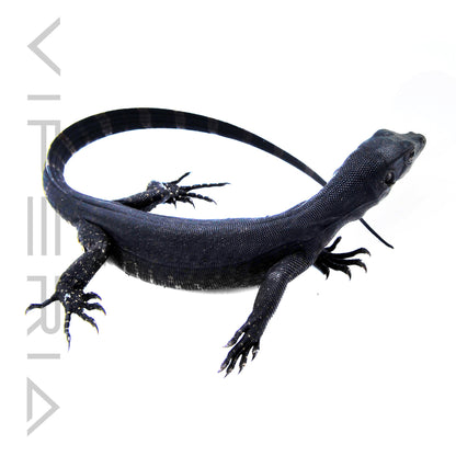 Black Dragon Water Monitor