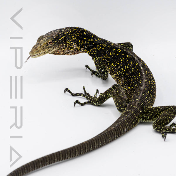 Golden Spotted Tree Monitor