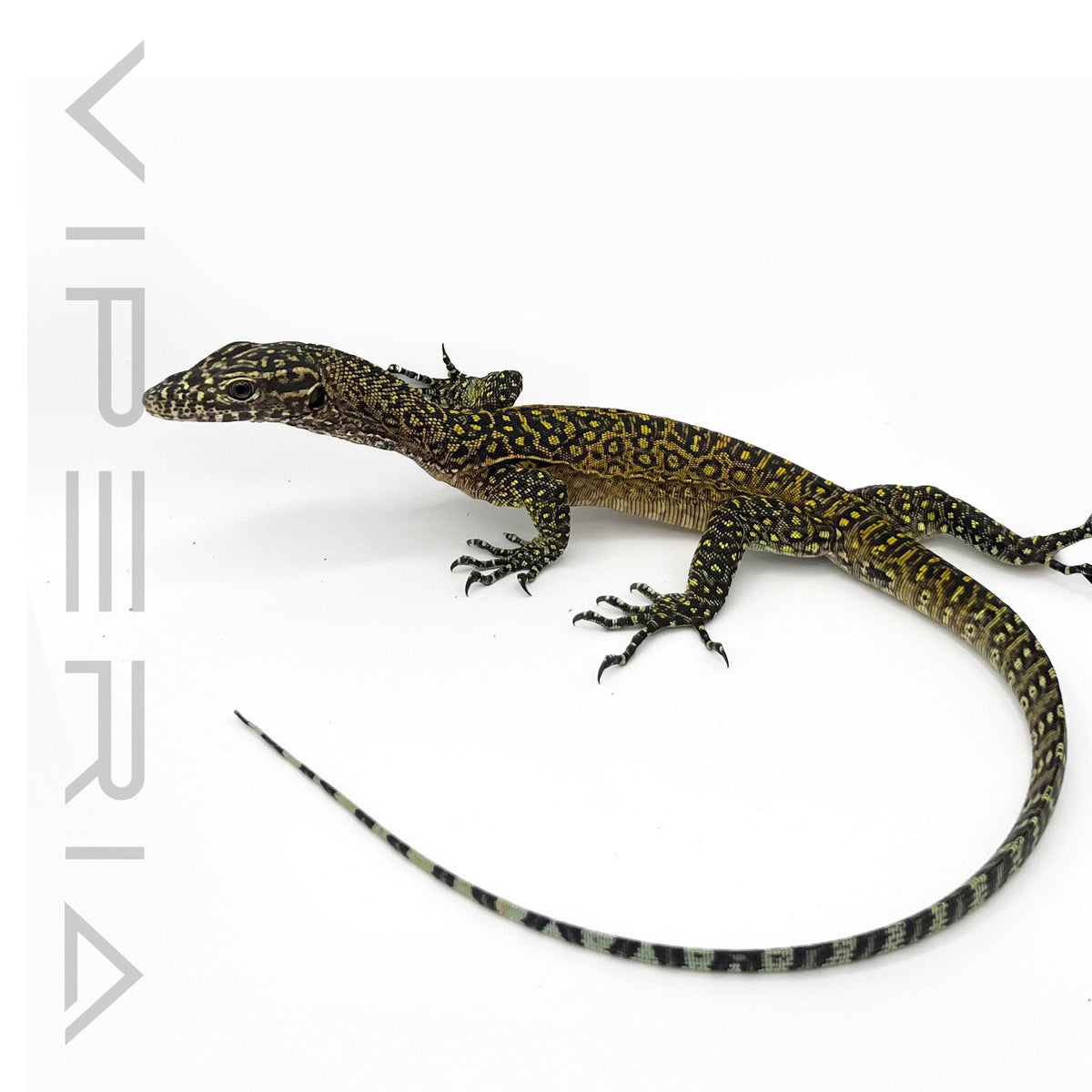 Orange back Jayapura Blue Tail Monitor