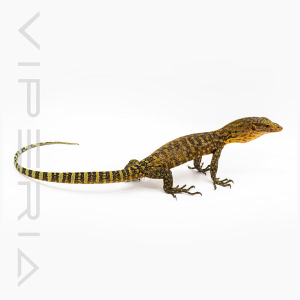 Quince Monitor