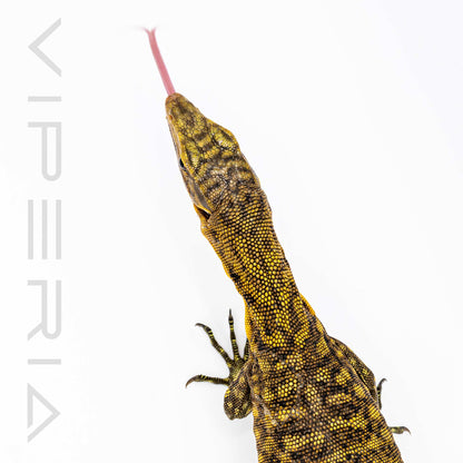 Quince Monitor