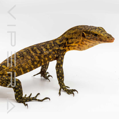 Quince Monitor