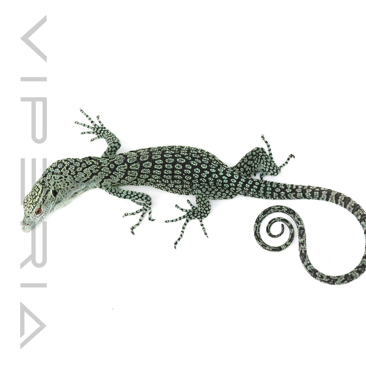Biak Tree Monitor