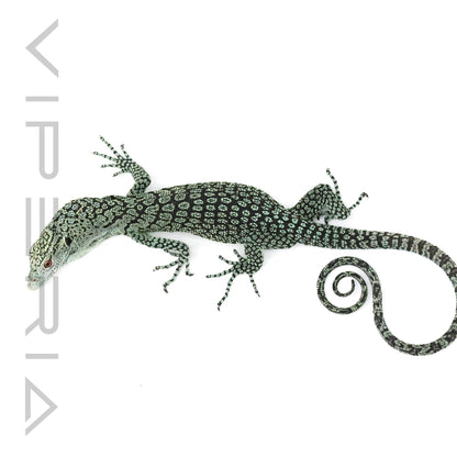 Biak Tree Monitor