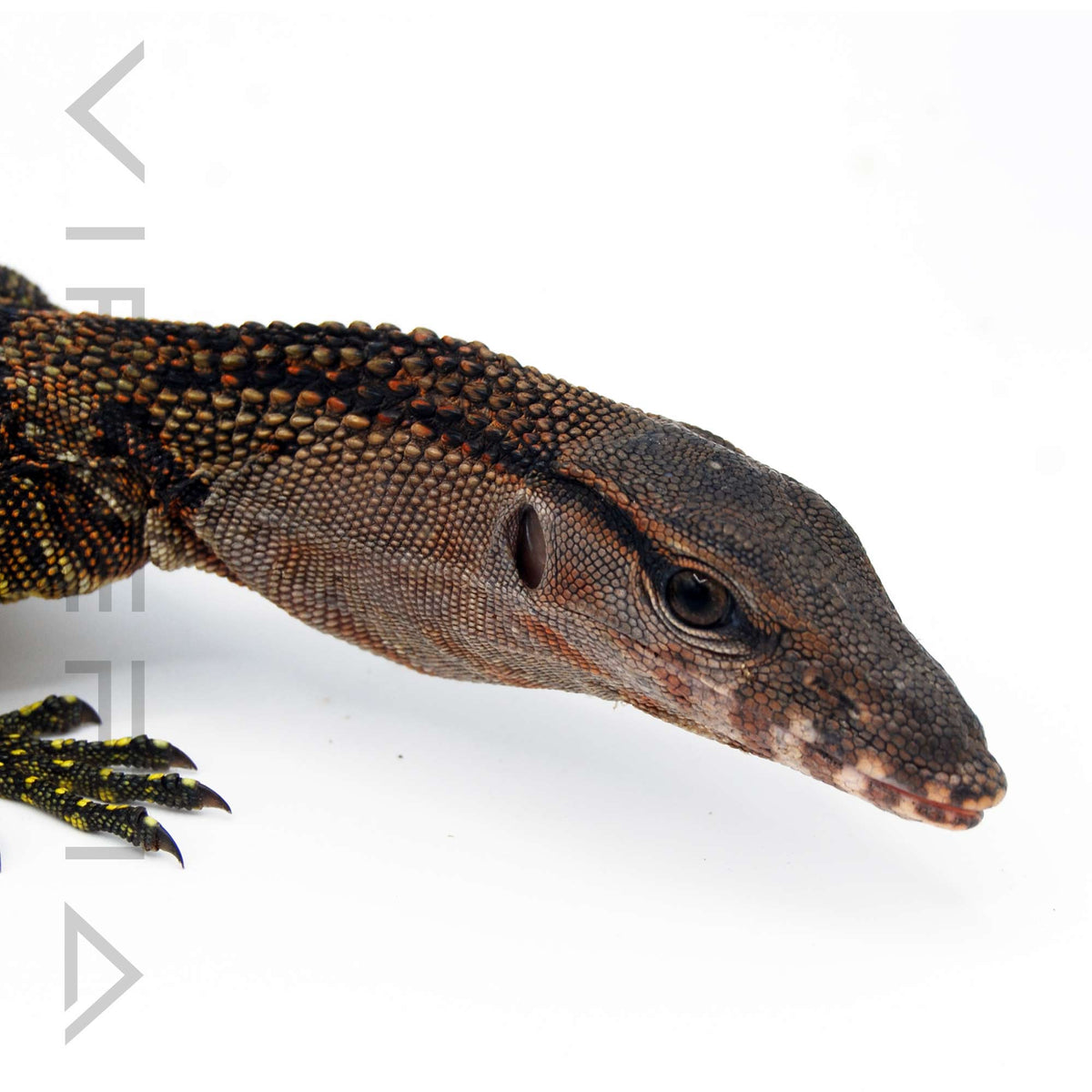 Black Rough-Neck Monitor
