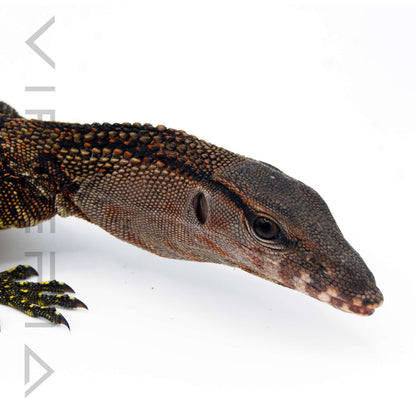 Black Rough-Neck Monitor